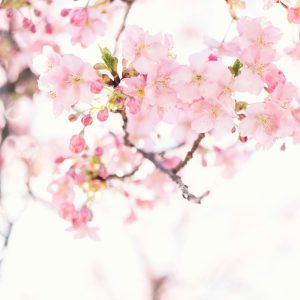 Atelier : Accueillir le printemps grâce à la Médecine Traditionnelle Chinoise