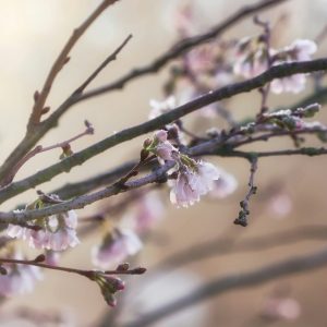 Atelier : Se préparer à l’hiver grâce à la Médecine Traditionnelle Chinoise