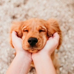 Découvrir la Médecine Chinoise pour les chiens avec le massage Tuina et l'Acupression (ebook)